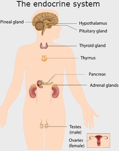 endocrine system