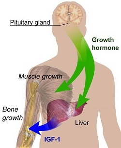 hgh and igf 1