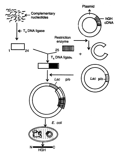 lab produced hgh