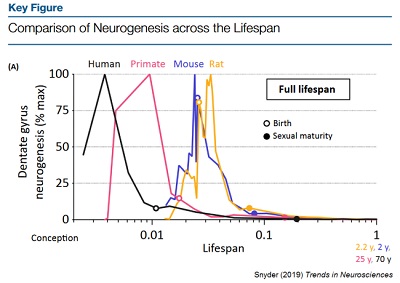 neurogenesis across lifespan