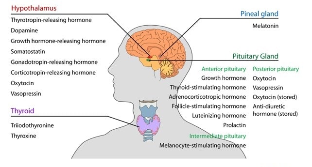 Connection between Nervous System