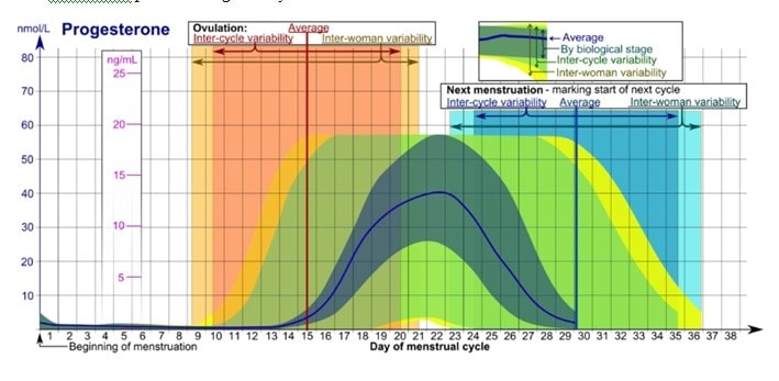 Progesterone interacts with estrogen and testosterone