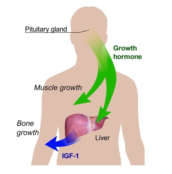 This graphic illustrates the distribution of HGH and IGF-1 throughout the body and their building activities-min