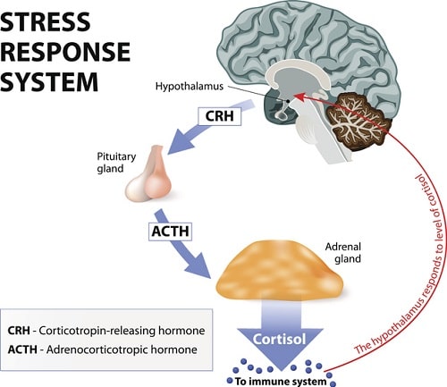 Cortisol and Stress - Stress response system