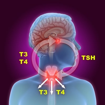 hyroid Hormones Regulate HGH Production in the Pituitary Gland