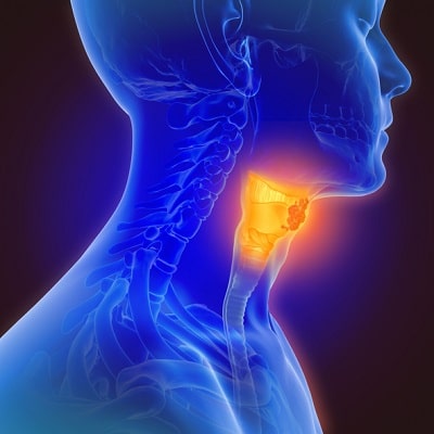 Thyroid and Its Physiological Functions