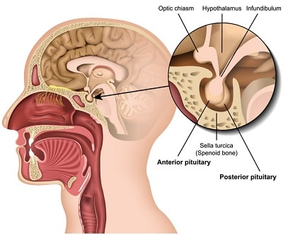 pituitary gland and hgh production