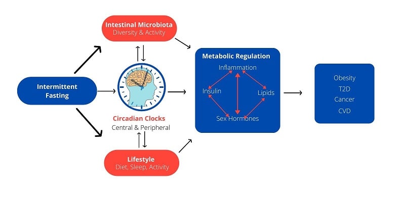 Circadian Clocks and Intermittent Fasting