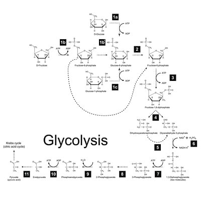 Glycolysis metabolic pathways in the human body