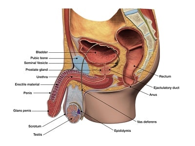 Male reproductive system