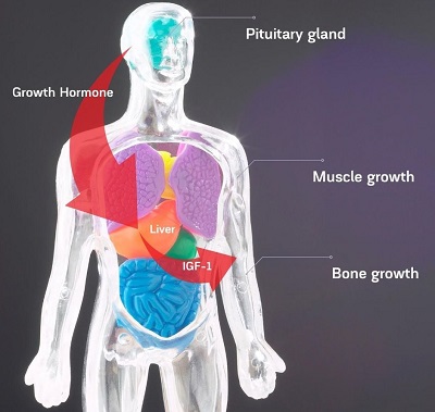 How does Somatropin produced - HGH and IGF-1, Pitutary gland, Liver