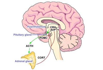 Hypothalamus and pituitary gland common work scheme