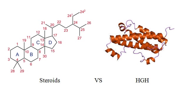 comparison of Steroid and Growth hormone molecules