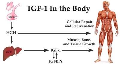 IGF-1 in the body