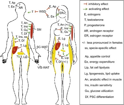 androgen receptors