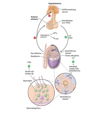 hypothalamic-pituitary-gonadal axis