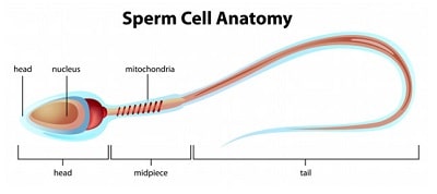 sperm cell anatomy