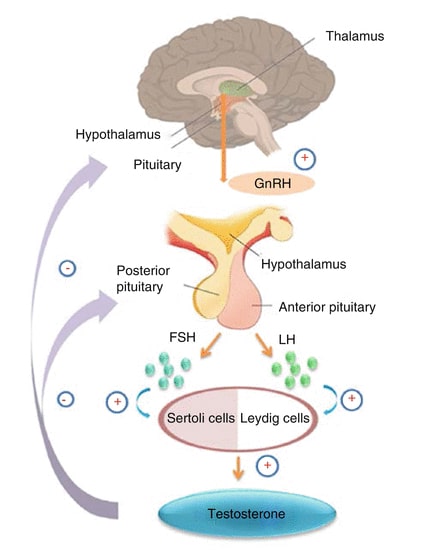 spermatogenesis illustration