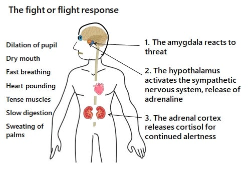 fight or flight response