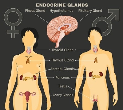 Endocrine glands