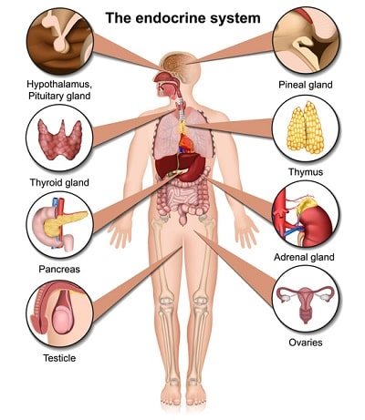 What Is Endocrinology and What Does It Study-min