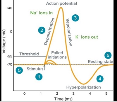 action potential neurons