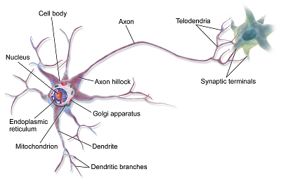 axon