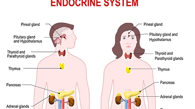 what are hormones and endocrine system