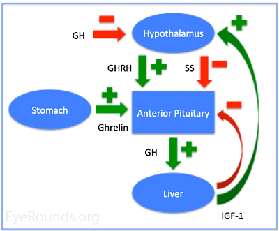 growth hormone feedback loop