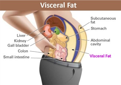 hgh and belly fat