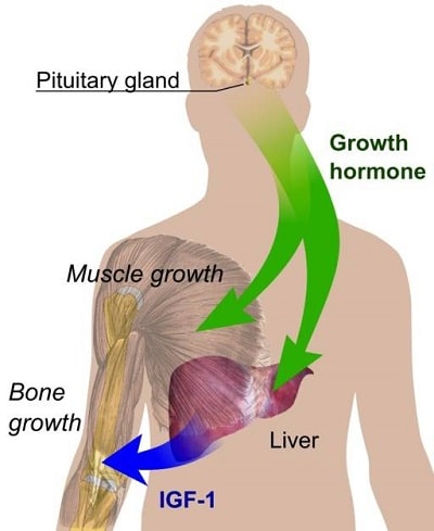 hgh and igf 1 secretion