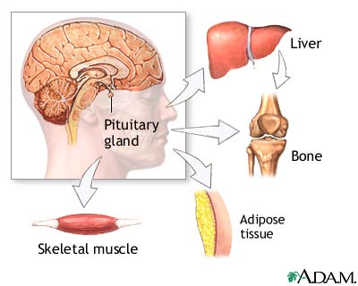 pituitary gland and hgh