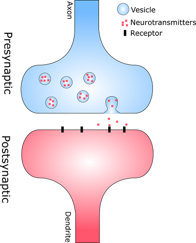 pre post synapse