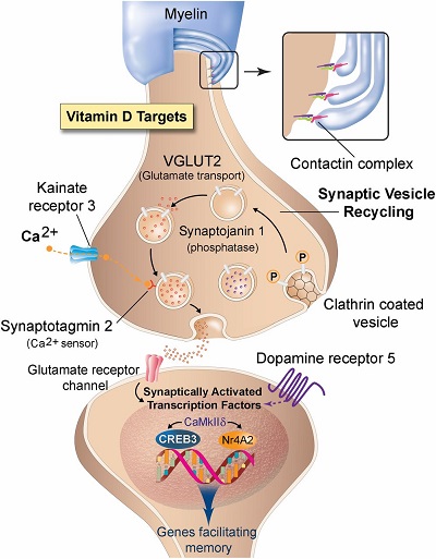 vitamin d neurotransmitter