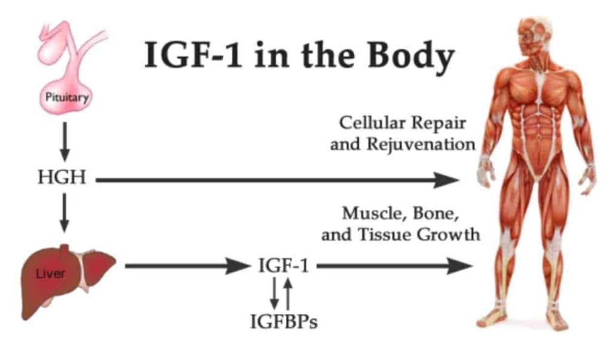 HGH and IGF-1 in the body perform