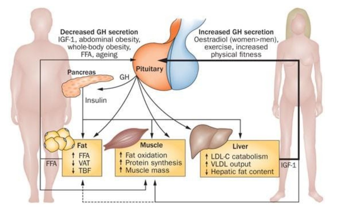 HGH and IGF-1 boost metabolosm process