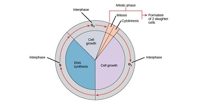 Growth Hormone and Cell Regeneration