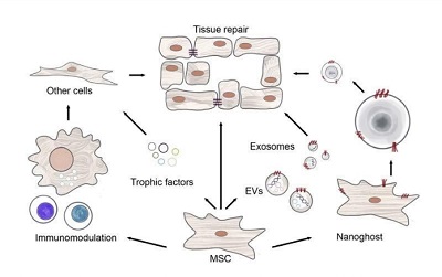 HGH facilitates the transformation of MSCs into new, healthy bone tissue
