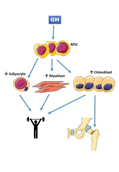 HGH speeds new bone formation following an injury in which a break occurs