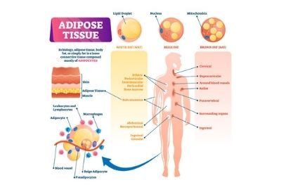 What is adipose tissue