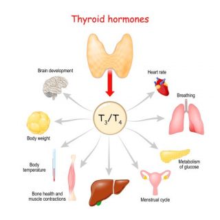 how do thyroid hormones affect your life