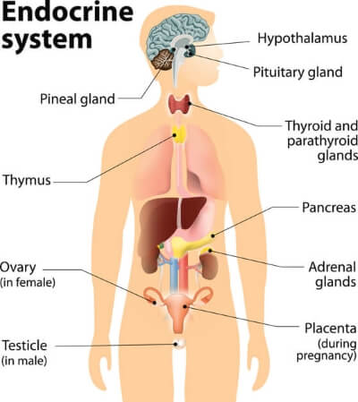 endocrine system structure_1
