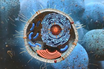 lipid hormones dissolve through the walls of the cell membrane