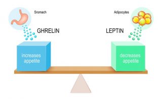 ghrelin and leptin